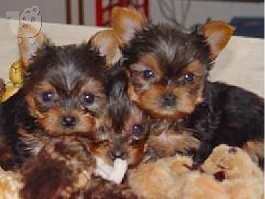 PoulaTo: BEAUTIFUL PURE BREED YORKIE MINI 80EURO